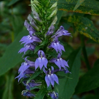 Lobelia siphilitica
