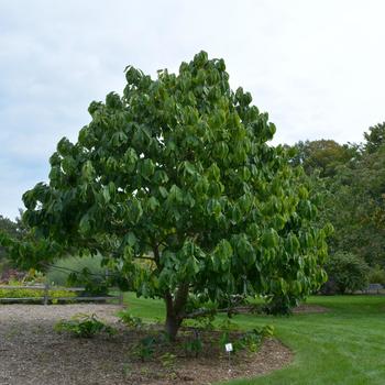 Asimina triloba