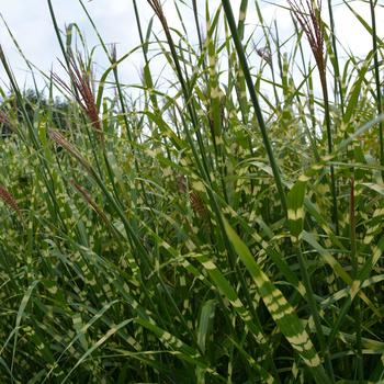 Miscanthus sinensis 'Zebrinus' 