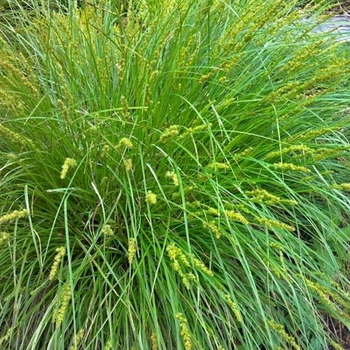 Carex cherokeensis