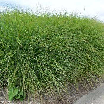 Miscanthus sinensis 'Gracillimus' 