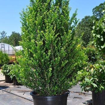 Ilex crenata 'Schwoebel's Compact' 