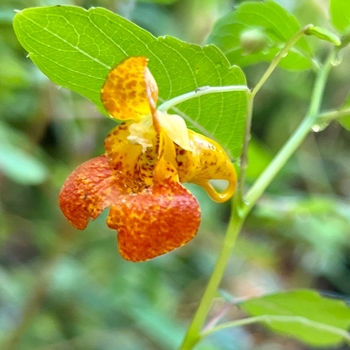 Impatiens capensis