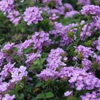 Lantana montevidensis 'Lavender' 