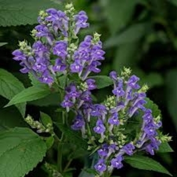 Scutellaria wrightii