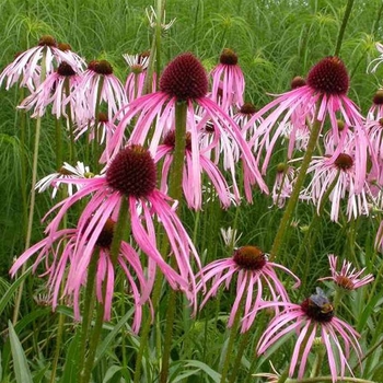 Echinacea pallida