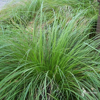 Carex pensylvanica