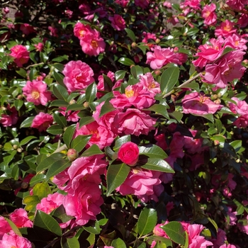 Camellia sasanqua 'Rose of Autumn' 