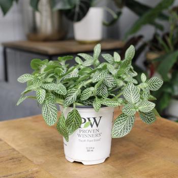 Fittonia albivenis 'Network News™' 