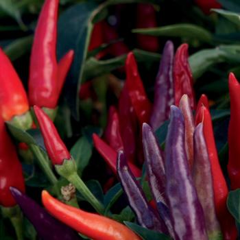 Capsicum annuum 'Sangria' 