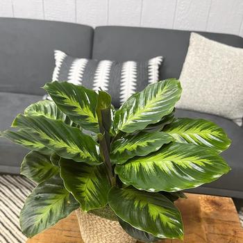 Calathea louisae Color Full® 'Thoreau™'