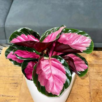 Calathea roseopicta Color Full® 'Rosy'