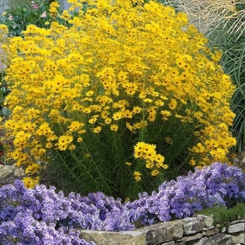 Helianthus salicifolius 'First Light' 