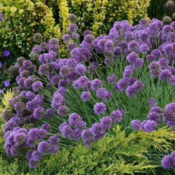Allium 'Medusa' 