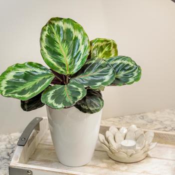 Calathea roseopicta Color Full® 'Medallion'