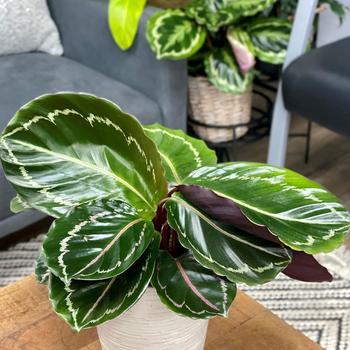 Calathea roseopicta 'Jungle Rose' 