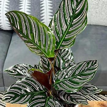 Calathea ornata 'Sanderiana' 