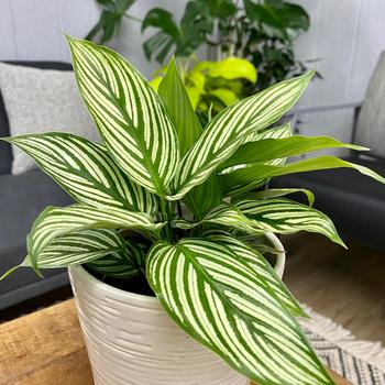 Calathea elliptica 'Vittata' 