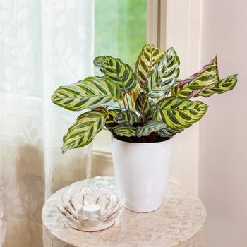 Calathea makoyana 'Peacock' 