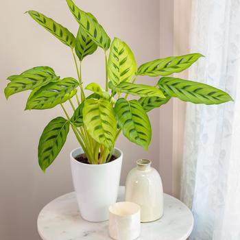 Calathea leopardina 'Shadow' 