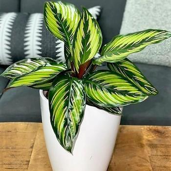 Calathea ornata Color Full® 'Beauty Star'