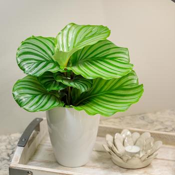 Calathea orbifolia