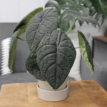 Alocasia melo 'Dragonite™' 