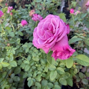 Rosa 'Heirloom' 