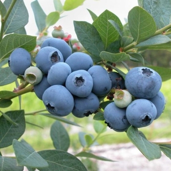 Vaccinium corymbosum 'Patriot' 