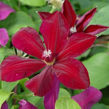 Clematis 'Westerplatte' 