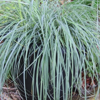 Carex pansa