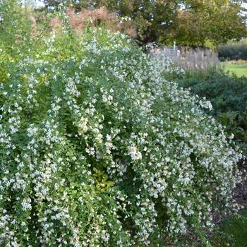 Lespedeza thunbergii 'Albiflora' 