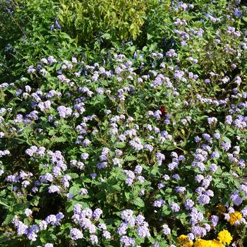 Heliotropium 'Augusta™ Lavender'