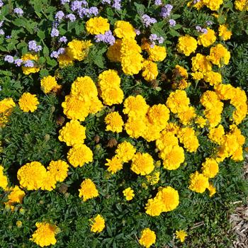 Tagetes patula Super Hero™ Deep Yellow