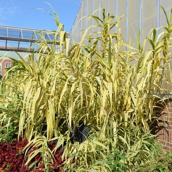 Arundo donax 'Golden Chain' 