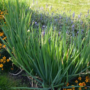 Allium fistulosum 