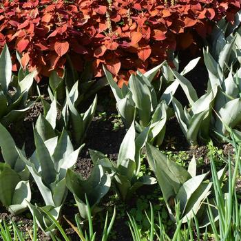 Sansevieria trifasciata 'Moonshine'