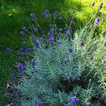 Lavandula angustifolia 'Kerlavagem' PP23001, Can 4906