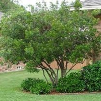 Lagerstroemia indica 'Babe' Milaperl PPAF