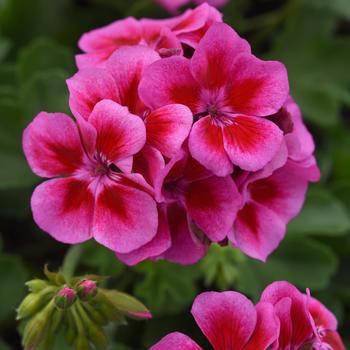 Pelargonium x hortorum Sunrise™ Purple+Big Eye