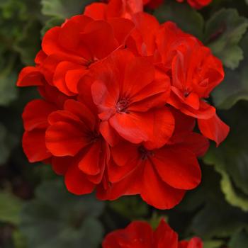 Pelargonium x hortorum Moonlight™ Red Improved