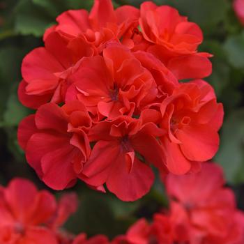 Pelargonium x hortorum Moonlight™ Hot Coral