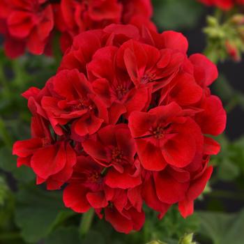 Pelargonium x hortorum