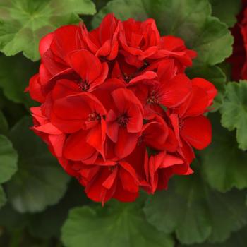 Pelargonium x hortorum