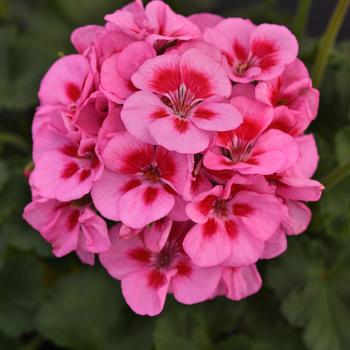 Pelargonium x hortorum