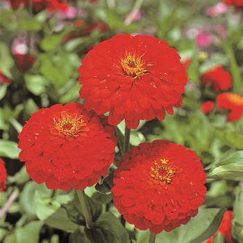 Zinnia elegans 'Sun Red' 