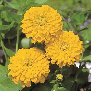 Zinnia elegans 'Sun Gold' 