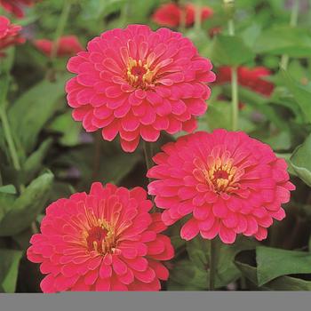 Zinnia elegans 'Sun Cherry' 