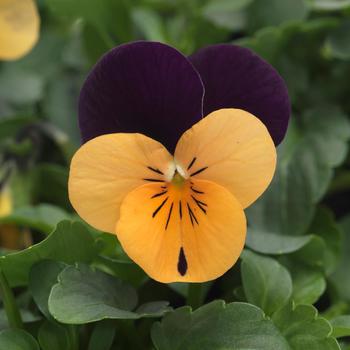 Viola cornuta Sorbet® XP Orange Jump Up Improved
