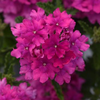 Verbena peruviana